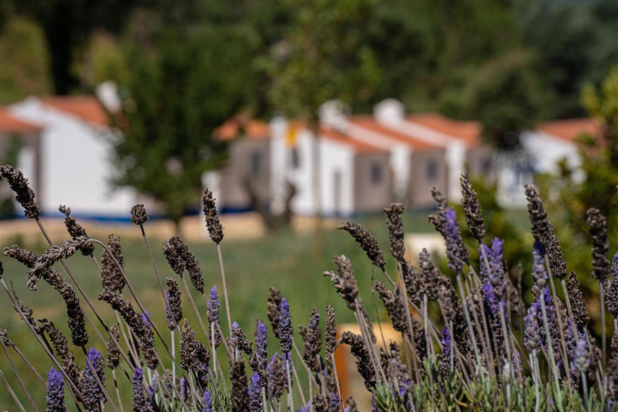 Vale Da Cassiopeia Guest House Cercal do Alentejo ภายนอก รูปภาพ